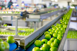 Classement de pommes dans une usine de traitement et d'emballage de fruits