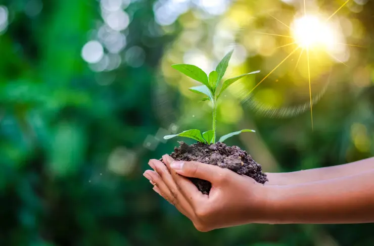 Green-Concept-Plant-Growing-Hands