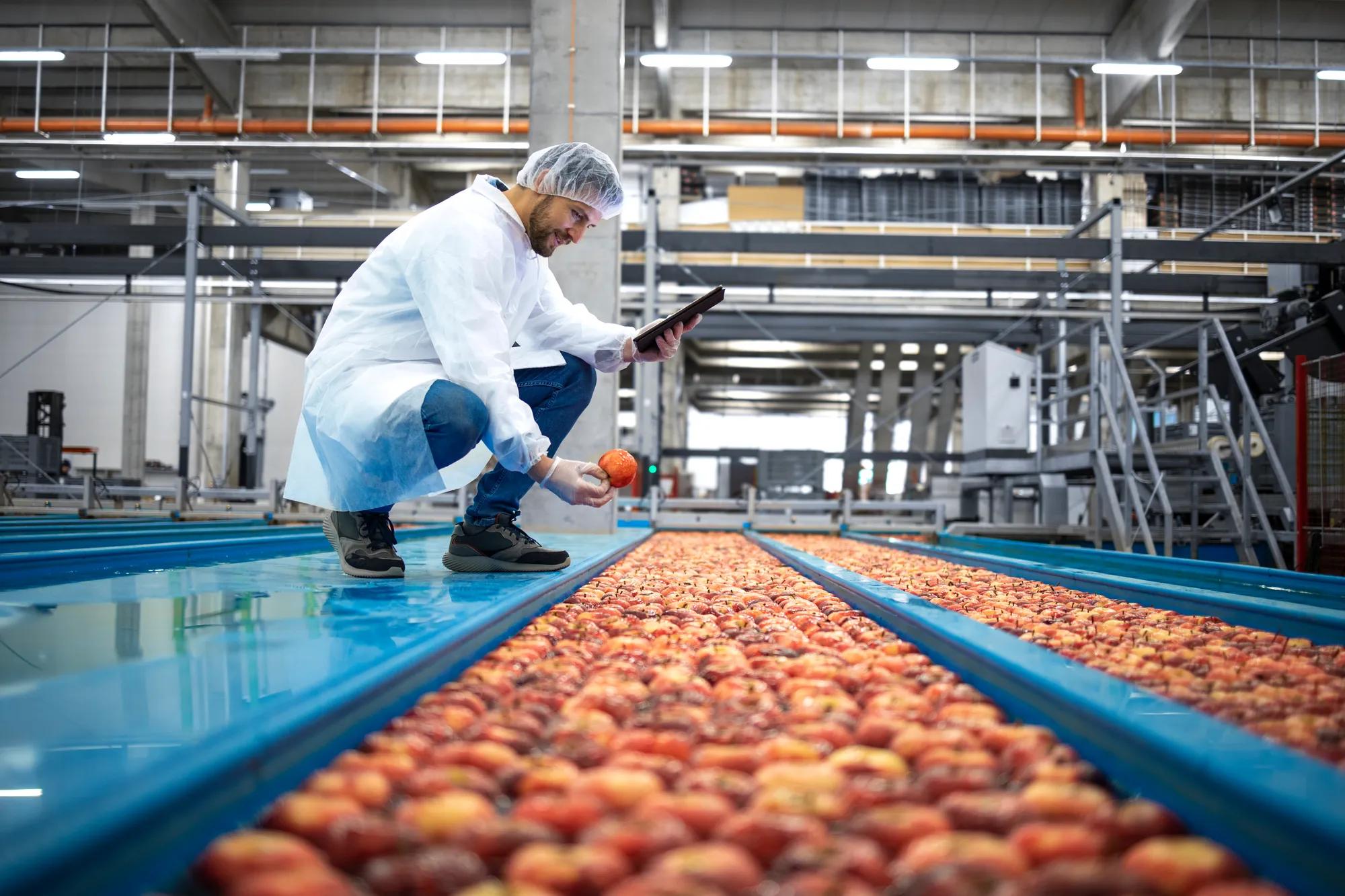 technologist with tablet computer standing by water tank conveyers doing quality control of apple fruit production in food processing plant.