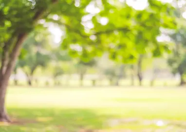 Blur park garden tree in nature background, blurry green bokeh light outdoor in summer background