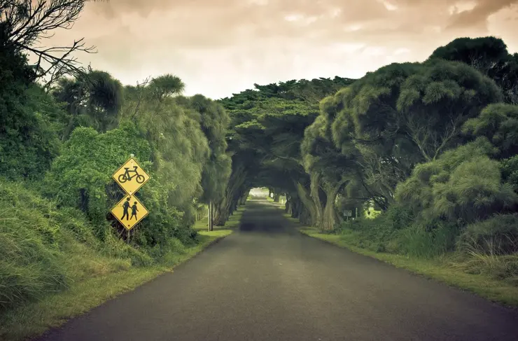 Country-Road-Tree-Canopy-No-Cars